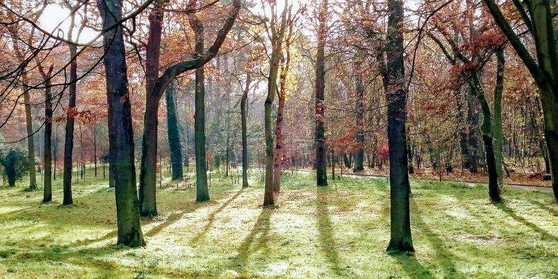 Bosque de Boulogne