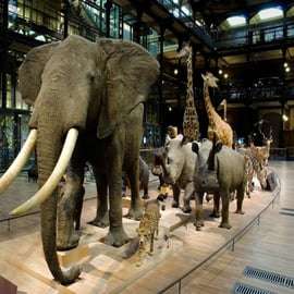 Paris: Entry Ticket to the Great Gallery of Evolution